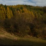 culorile naturii2021