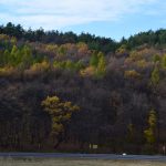 culorile naturii2021