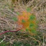 culorile naturii2021