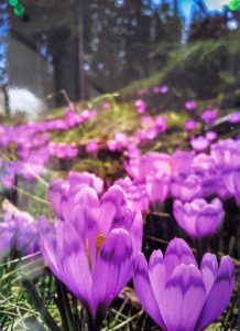 Premiul I, ,,Prospețimea verii"